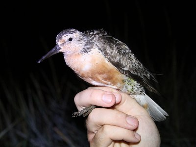 Kustsnäppa - Red Knot (Calidris canutus)