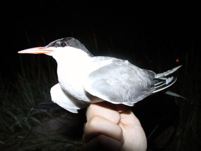 Fisktärna - Common Tern (Sterna hirundo)