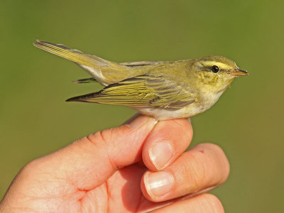 Grönsångare - Wood Warbler (Phylloscopus sibilatrix)