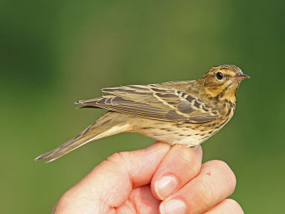 Trädpiplärka - Tree Pipit (Anthus trivialis)