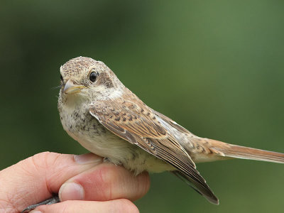 Törnskata - Red-backed Shrike (Lanius collurio)