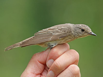 Grå flugsnappare - Spotted Flycatcher (Muscicapa striata)