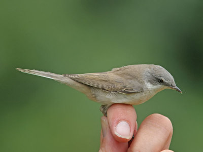 Ärtsångare - Lesser whitethroat (Sylvia curruca)
