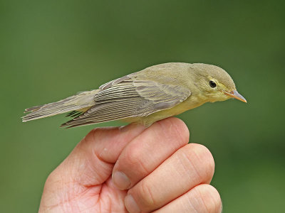 Härmsångare - Icterine Warbler (Hippolais icterina)