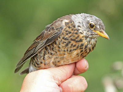 Björktrast - Fieldfare (Turdus pilaris)
