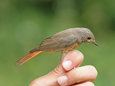 Rödstjärt - Common Redstart (Phoenicurus phoenicurus)