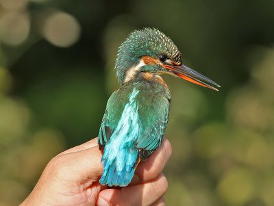 Kungsfiskare - Kingfisher (Alcedo atthis)