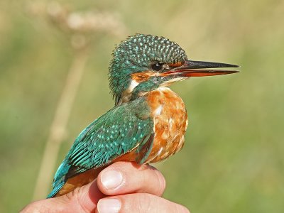 Birds in the hand