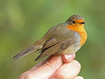 Rödhake - Eurasian Robin (Erithacus rubecula)