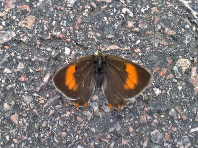 Eldsnabbvinge - Brown Hairstreak (Thecla betulae)