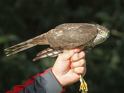 Sparvhök - Sparrowhawk (Accipiter nisus)