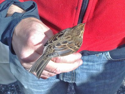 Dvärgsparv - Little Bunting (Emberiza pusilla)