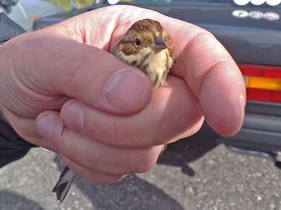 Dvärgsparv - Little Bunting (Emberiza pusilla)