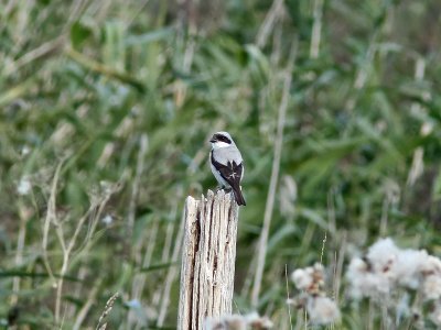 Svartpannad trnskata - Lesser Grey Shrike (Lanius minor)