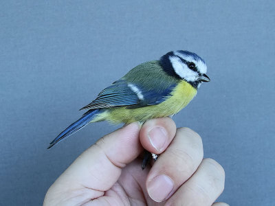 Blåmes - Blue Tit (Parus caeruleus)
