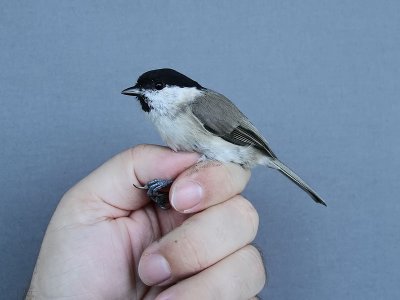 Entita - Marsh Tit (Parus palustris)