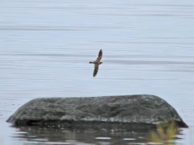 Vitvingad lrka - White-winged Lark (Melanocorypha leucoptera)