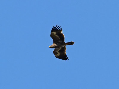 Stpprn - Steppe Eagle (Aquila nipalensis)