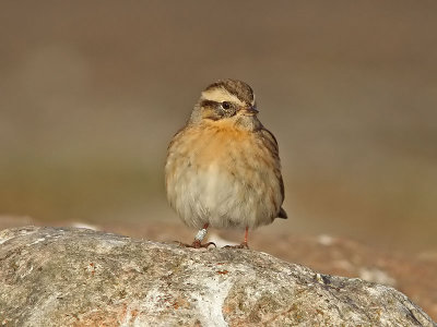 Svartstrupig jrnsparv - Black-throated Accentor (Prunella atrogularis)