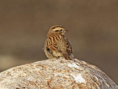 Svartstrupig jrnsparv - Black-throated Accentor (Prunella atrogularis)