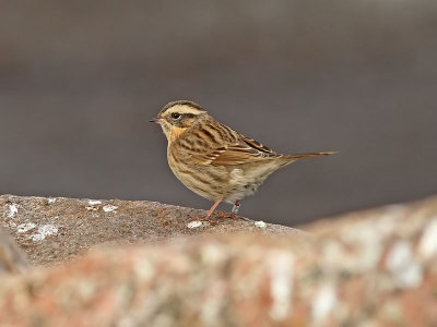 Svartstrupig jrnsparv - Black-throated Accentor (Prunella atrogularis)