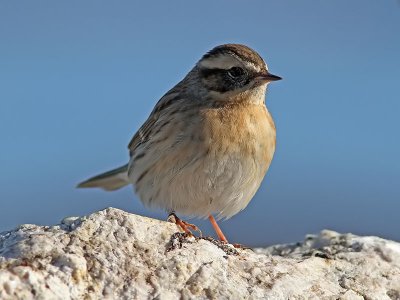 Svartstrupig jrnsparv - Black-throated Accentor (Prunella atrogularis)