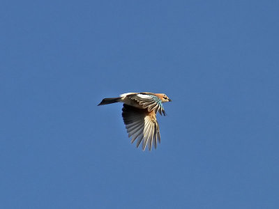 Ntskrika - Eurasian Jay (Garrulus glandarius)