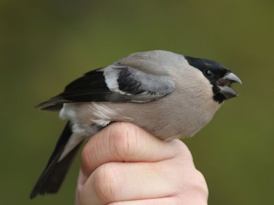 Domherre - Bullfinch (Pyrrhula pyrrhula)