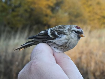 Snösiska - Arctic Redpoll (Carduelis hornemanni)