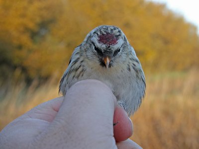 Snösiska - Arctic Redpoll (Carduelis hornemanni)