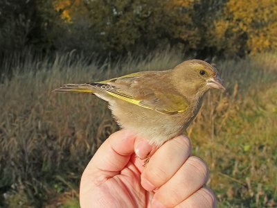 Grönfink - European Greenfinch (Carduelis chloris)