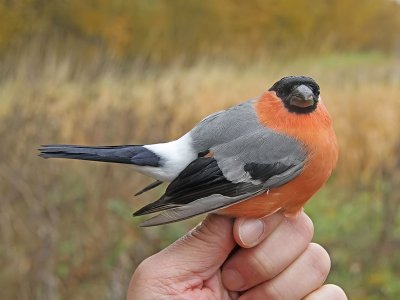 Domherre - Bullfinch (Pyrrhula pyrrhula)