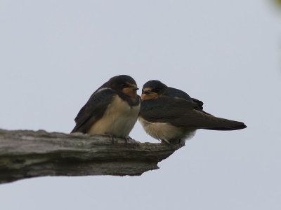 Ladusvala - Barn Swallow (Hirundo rustica)