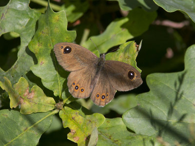 Vitgrsfjril - Large Wall brown (Lasiommata maera)