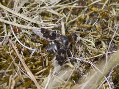 Vitflckig svvfluga - Mottled bee-fly (Thyridanthrax fenestratus)