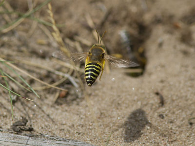 Lppstekel - Digger Wasp (Bembix rostrata)