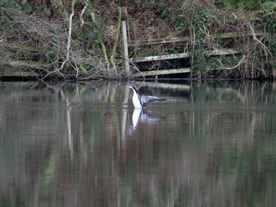 Stillahavslom - Pacific Diver (Gavia pacifica)