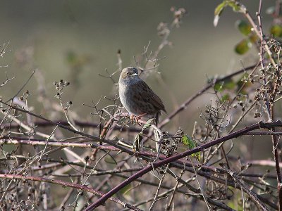 Jrnsparv - Dunnock (Prunella modularis)