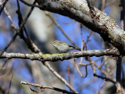 Bergstaigasngare - Hume's Leaf Warbler (Phylloscopus humei)