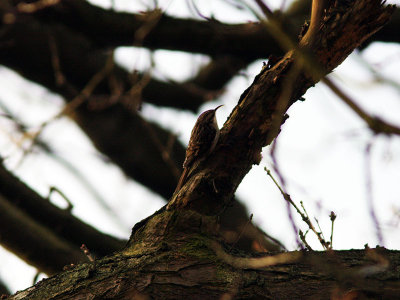 Trdgrdstrdkrypare - Short-toed Treecreeper (Certhia brachydactyla)