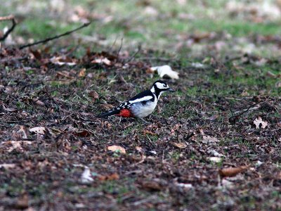 Större hackspett - Great Spotted Woodpecker (Dendrocopos major)