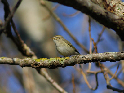 Bergstaigasngare - Hume's Leaf Warbler (Phylloscopus humei)