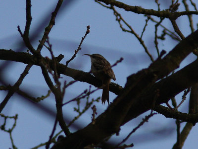 Trdgrdstrdkrypare - Short-toed Treecreeper (Certhia brachydactyla)