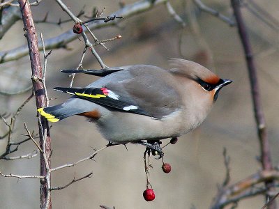 Sidensvans - Waxwing (Bombycilla garrulus)