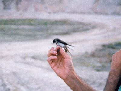 Backsvala - Sand Martin (Riparia riparia)