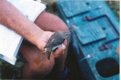 Rosenfink - Common Rosefinch (Carpodacus erythrinus)