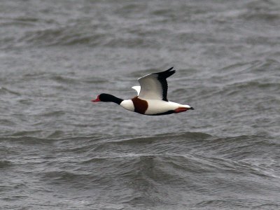 Gravand - Common Shelduck (Tadorna tadorna)