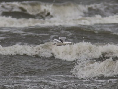 Skrattmås - Black-headed Gull (Larus ridibundus)
