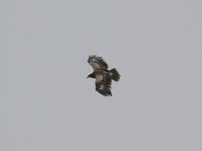 Stpprn - Steppe Eagle (Aquila nipalensis)