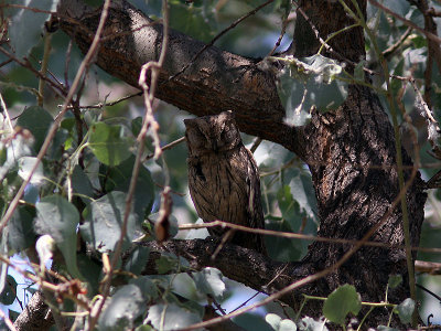 Blek dvrguv - Pallid Scops Owl (Otus brucei)